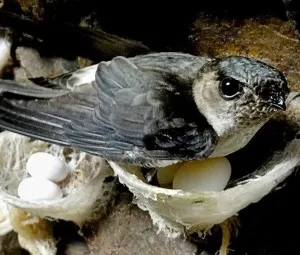 Tổ yến trên bữa tiệc có phải được lấy từ tổ của chim én không?