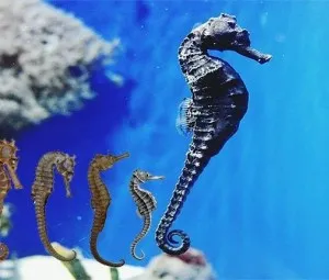 Vì sao cá ngựa con được sinh ra từ bố?