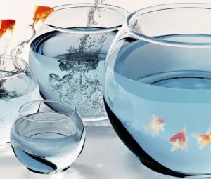 Vì sao khi thả cá vào trong bình hình cầu ta thấy cá bị biến hình?