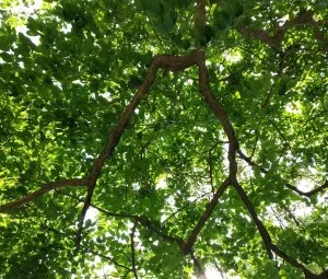 Vì sao lá cây có màu xanh?