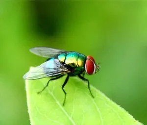 Vì sao ruồi bay có tiếng, nhưng bướm lại không?