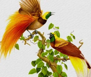 Bộ lông rực rỡ của chim thiên đường
