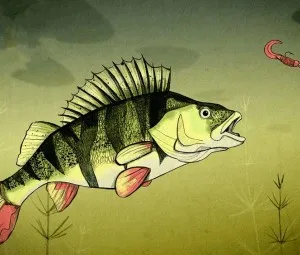 Cá Rô Ron không vâng lời mẹ