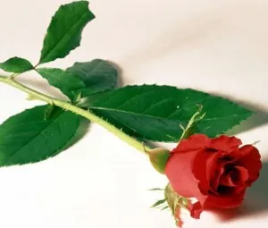 Câu chuyện hoa hồng và cái gai