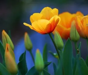 Câu chuyện tình yêu