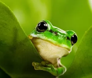 Câu chuyện về một chú ếch