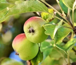 Câu chuyện về những quả táo sâu