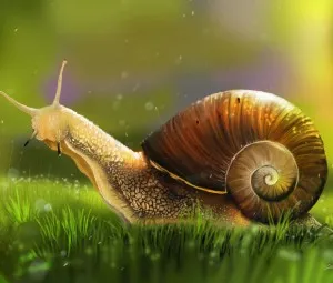 Câu chuyện vỏ ốc sên