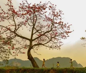 Cây gạo bên hồ