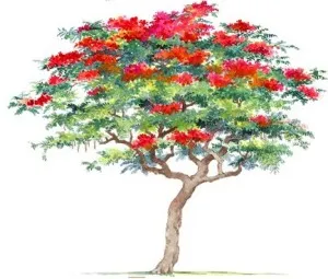 Cây phượng già