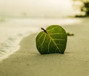 Chỉ có một