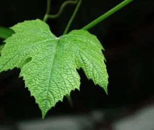Chiếc lá hoàn mỹ