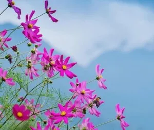 Cho ngày hôm nay