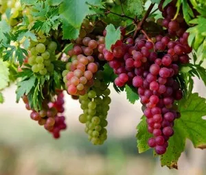Chuyện về một cành nho