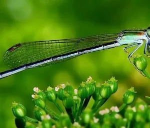 Có cánh chuồn nào trên vai em không?
