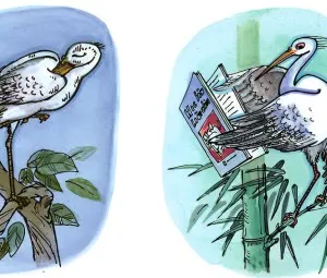 Cò và vạc