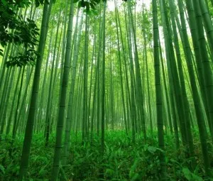 Cong, nhưng đừng gãy
