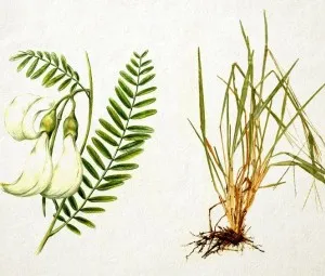 Điền thanh và Cỏ gừng