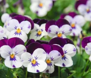 Điều kỳ diệu của tình yêu