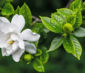 Đóa hoa Sơn Chi