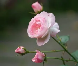 Đóa hồng