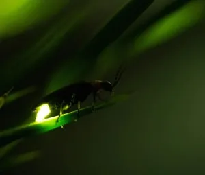 Đom đóm và giọt sương