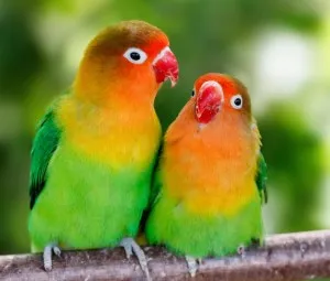 Động vật yêu nhau thế nào