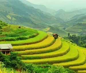 Hai người bạn