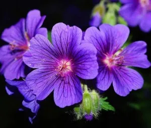 Khát vọng của nàng Violet