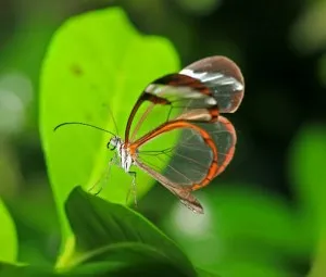 Lá thư cuối cùng của người lái xe tải