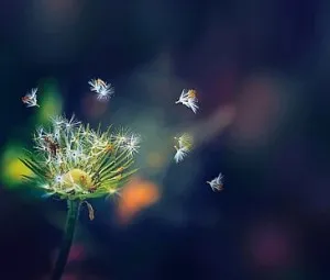 Một Dawn mới của tôi