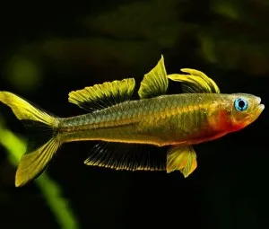 Nghe kể chuyện cổ tích - Cá cầu vồng kiêu ngạo
