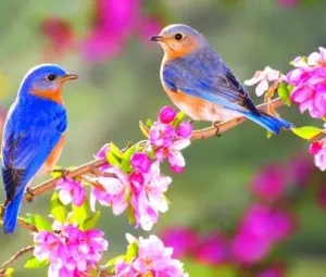 Nghe kể chuyện cổ tích - Hạt giống hoa mùa xuân