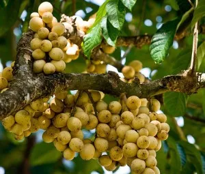 Nghe kể chuyện cổ tích - Sự tích quả Loòng Boong