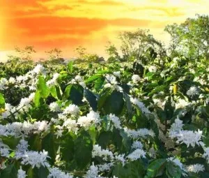 Nghe kể chuyện cổ tích - Vì sao cà phê nở hoa