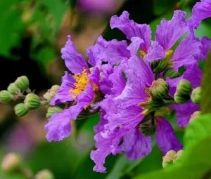 Nghe kể chuyện thiếu nhi - Biệt đội bảo vệ cây bằng lăng