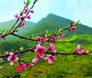 Nghe kể chuyện thiếu nhi - Hoa lá và rễ