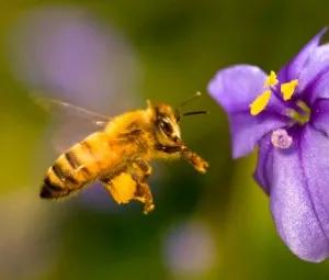 Nghe kể chuyện thiếu nhi - Số phận gã ruồi ong