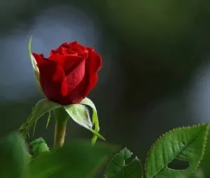 Những bông hồng cho Hoa Hồng