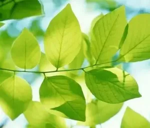 Những lá thư không được trả lời