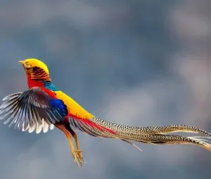Nơi ngọn gió dừng chân