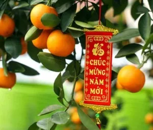Sự tích cây Quất