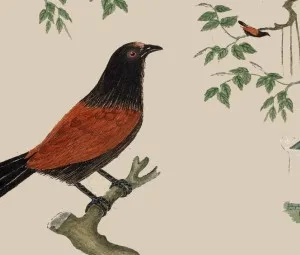 Sự tích con Bìm Bịp