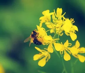 Sự tích hoa Cải Vàng