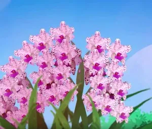 Sự tích hoa Linh Lan