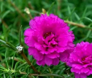 Sự tích hoa mười giờ