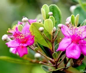 Sự tích hoa Sim và hoa Mua