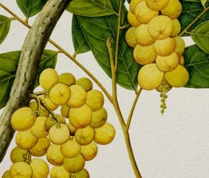 Sự tích quả Loòng Boong