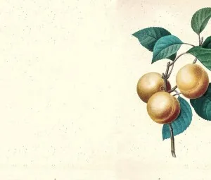 Sự tích quả Mơ