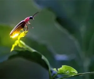 Tại sao đom đóm có thể phát sáng?